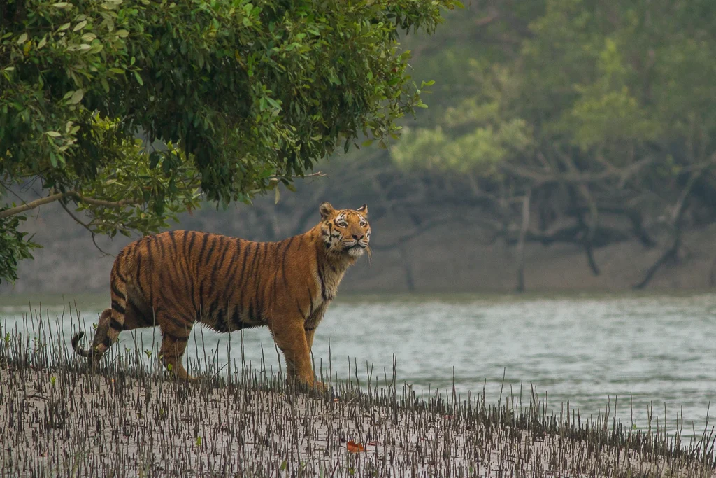Sundarbans Tiger, West Bengal