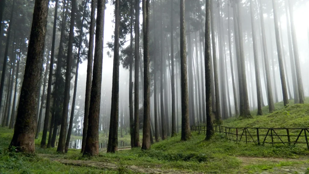 Tukdah Forest, Darjeeling