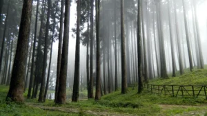 Tukdah Forest, Darjeeling