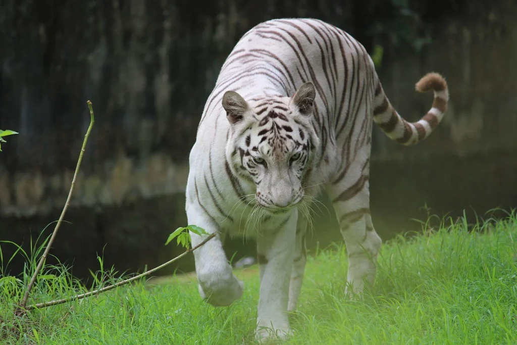 Alipur Zoological Garden, Alipore, Kolkata, West Bengal