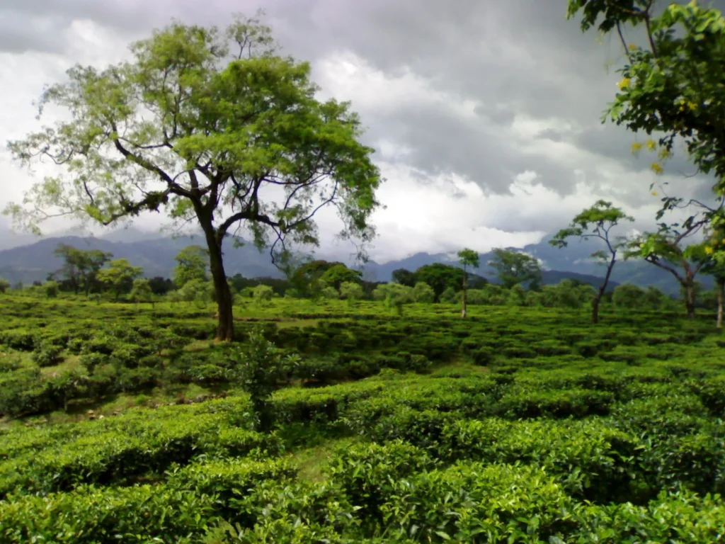 Dooars, West Bengal